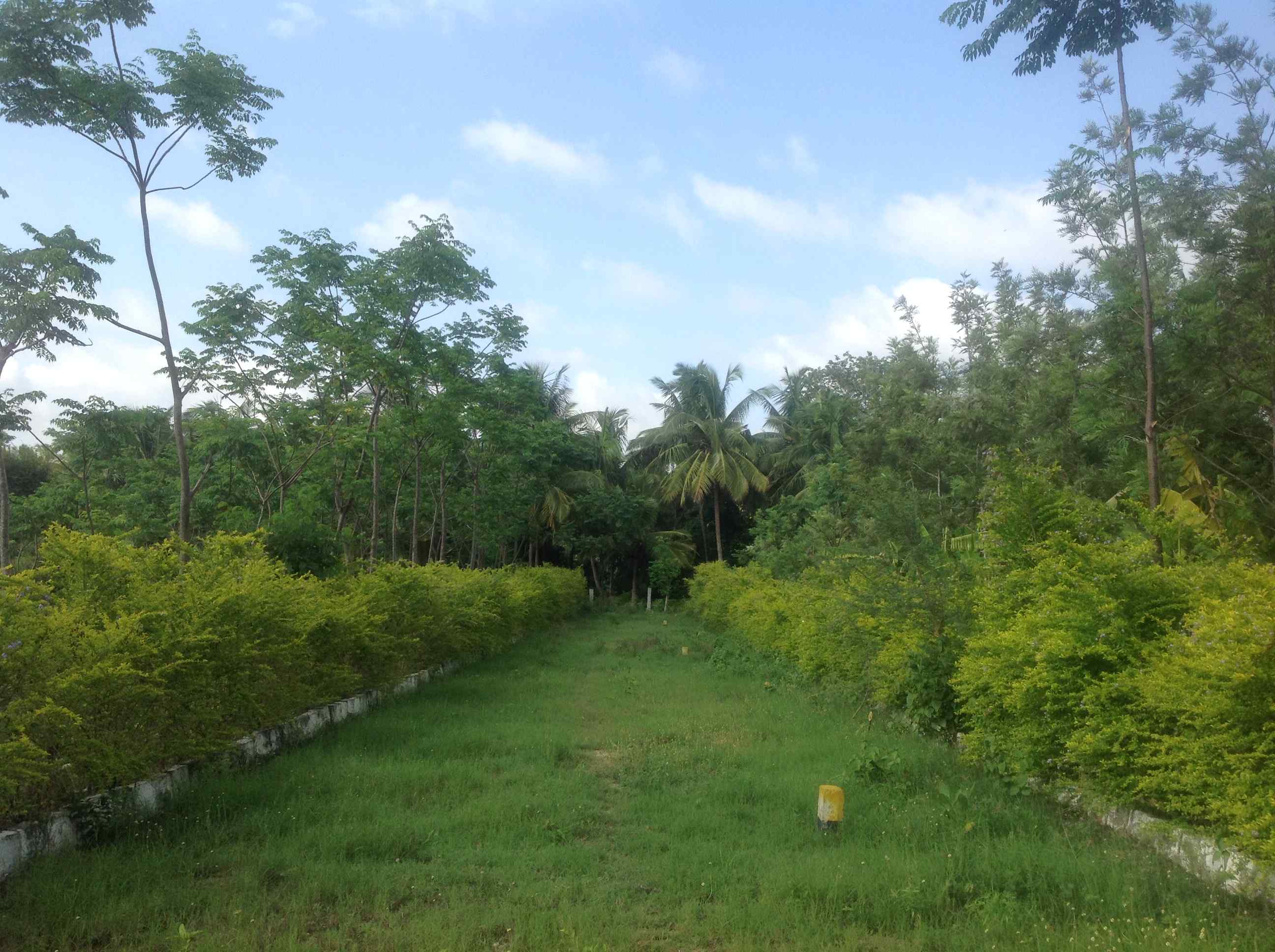 Green Woods