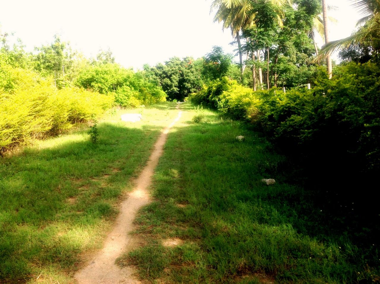 Green Woods