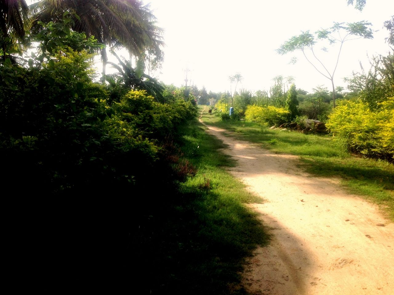 Green Woods