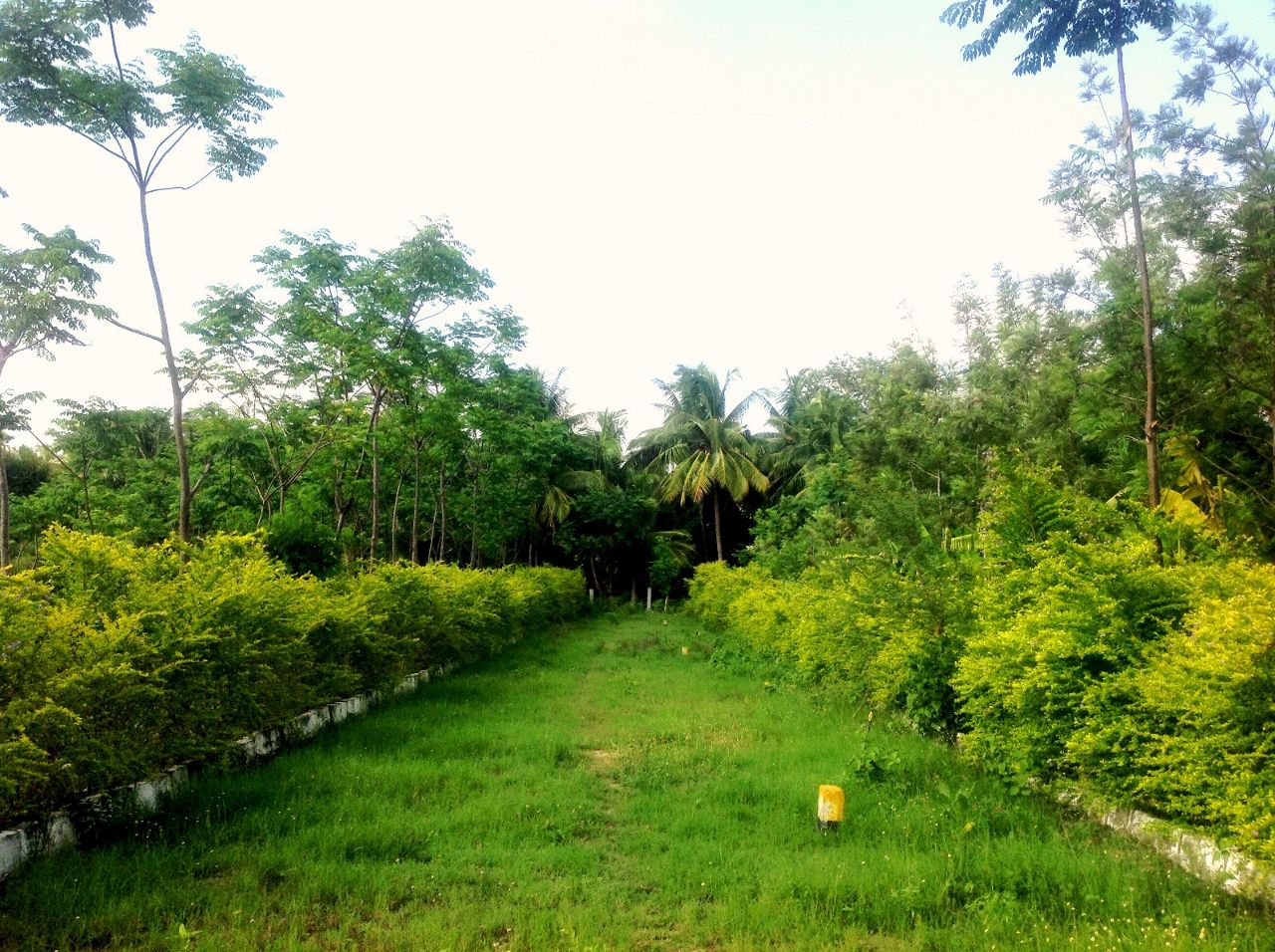 Green Woods